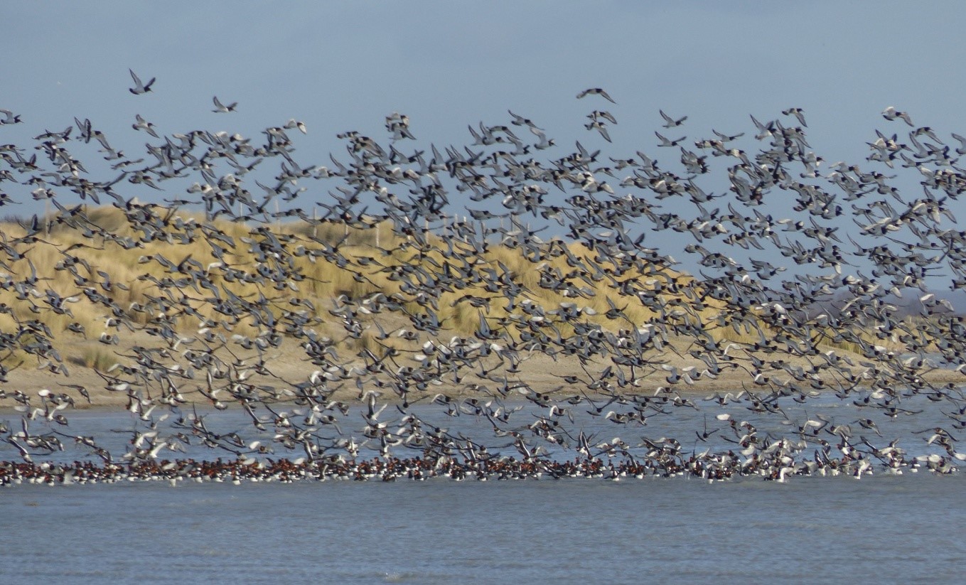 A la découverte des oiseaux hivernants de la baie de Somme